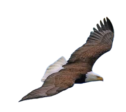 Eagle Fugo